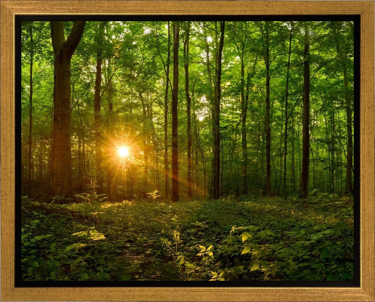 Sacred Morning Gallery Wrap