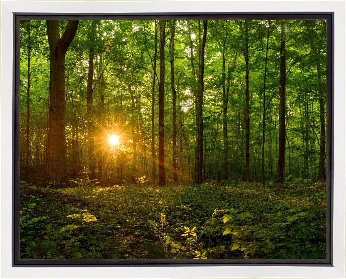 Sacred Morning Gallery Wrap