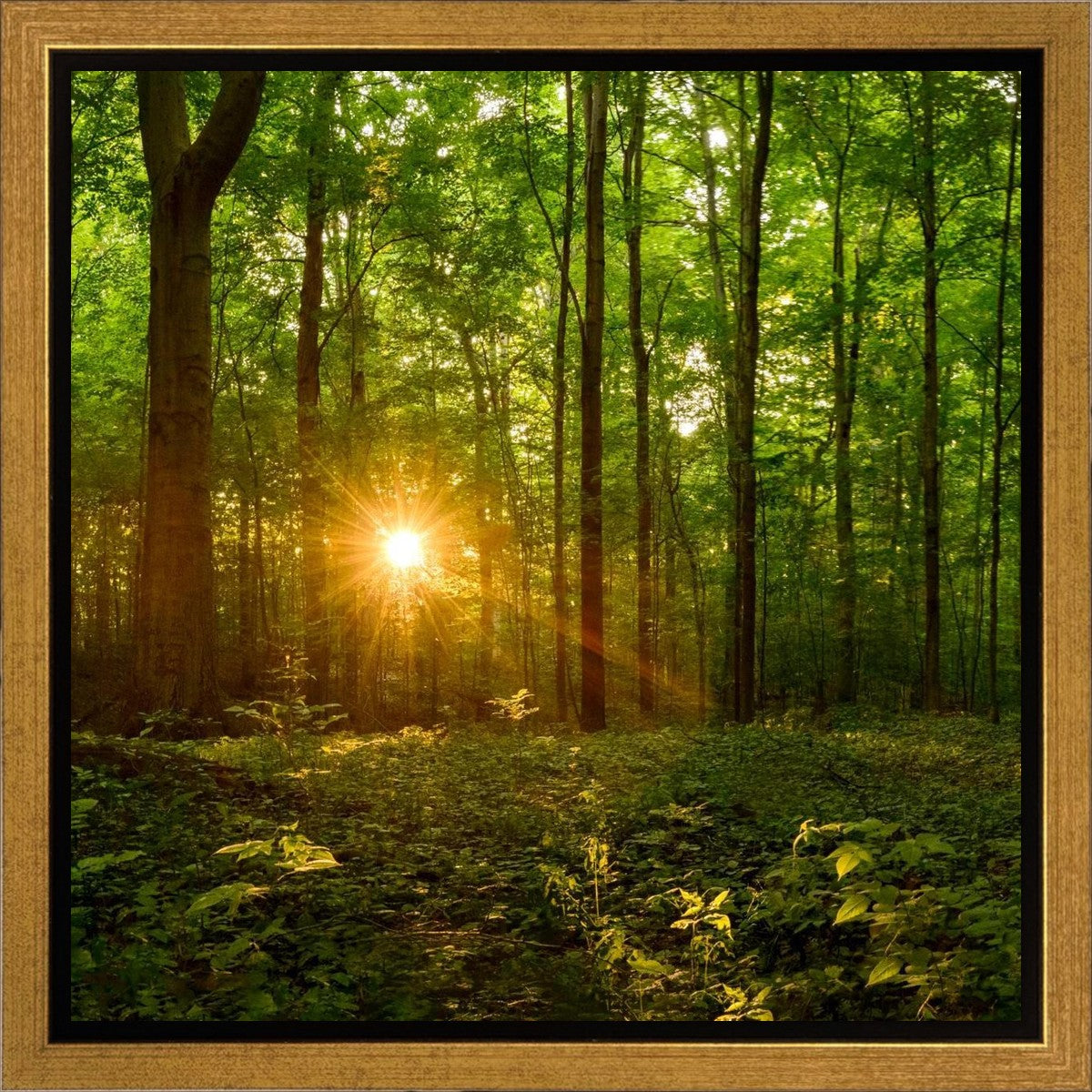 Sacred Morning Gallery Wrap