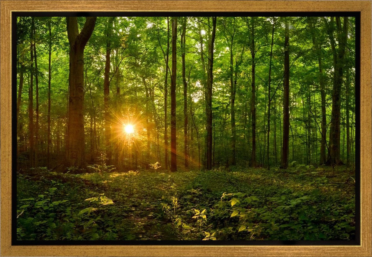Sacred Morning Gallery Wrap
