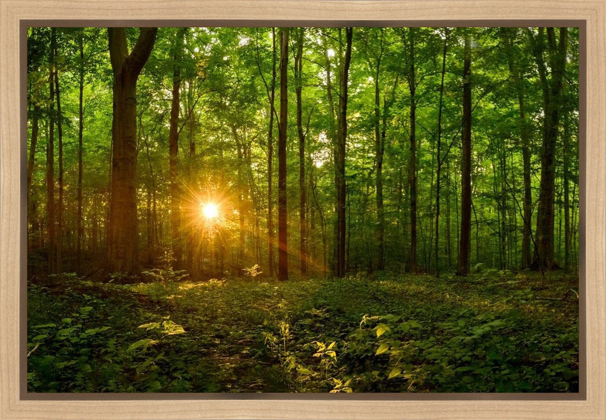 Sacred Morning Gallery Wrap