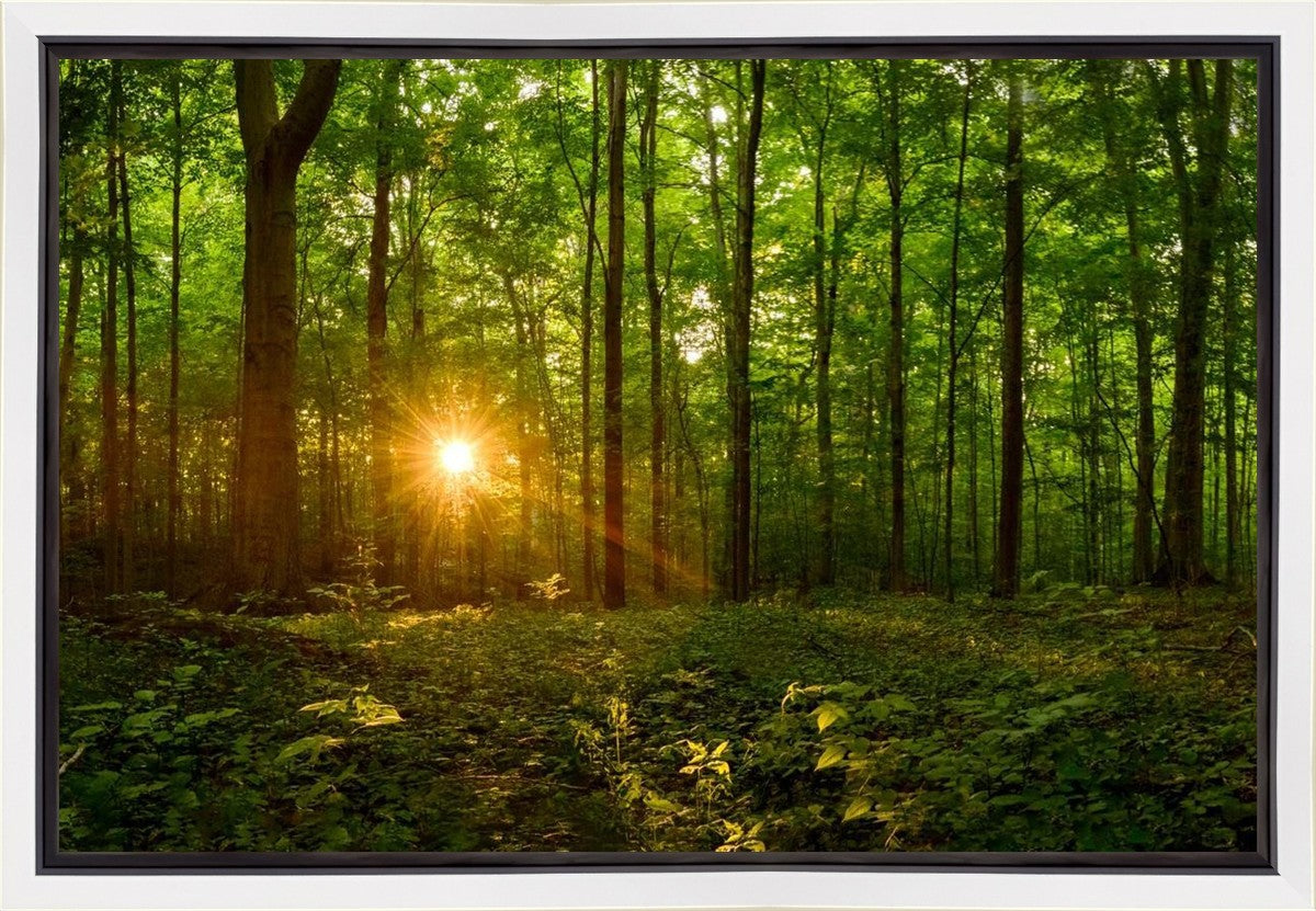 Sacred Morning Gallery Wrap