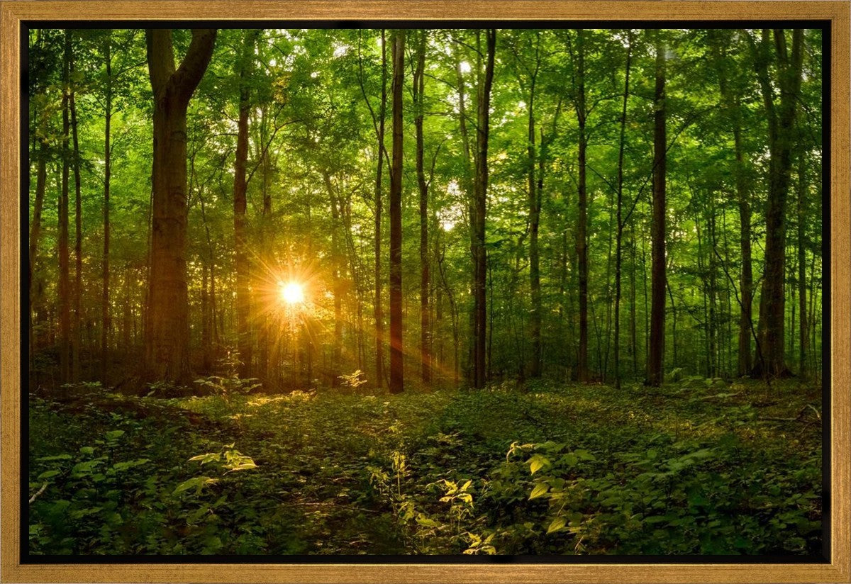 Sacred Morning Gallery Wrap