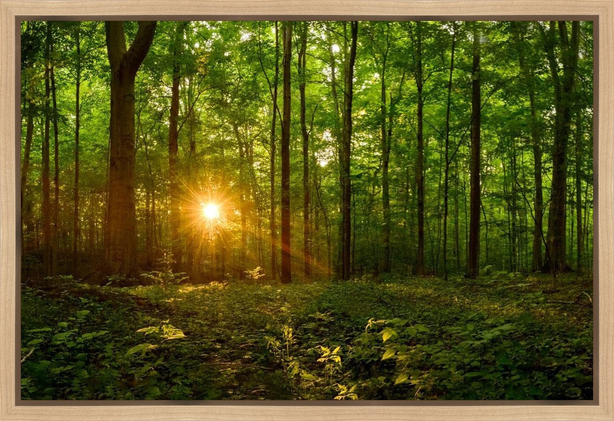 Sacred Morning Gallery Wrap