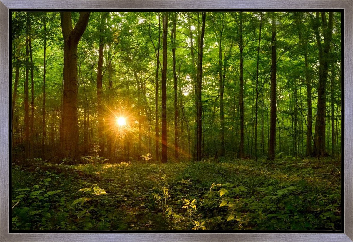 Sacred Morning Gallery Wrap