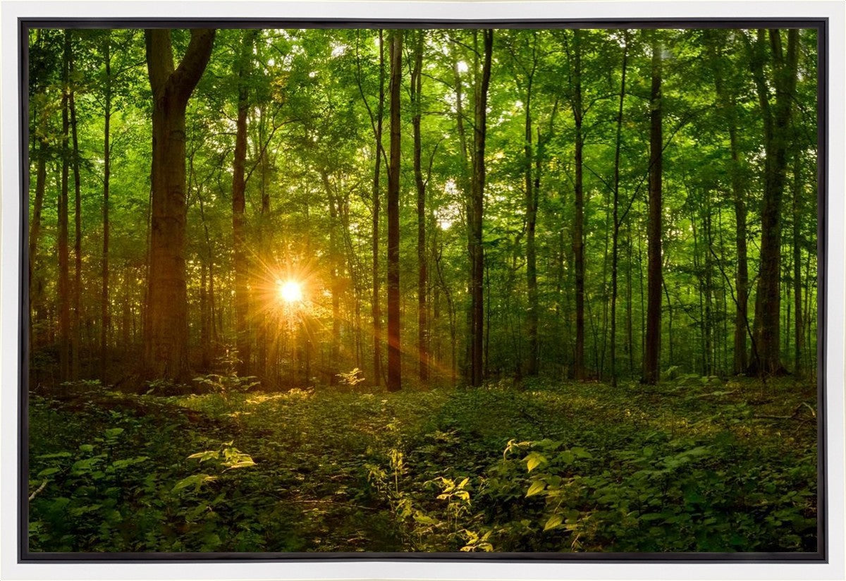 Sacred Morning Gallery Wrap