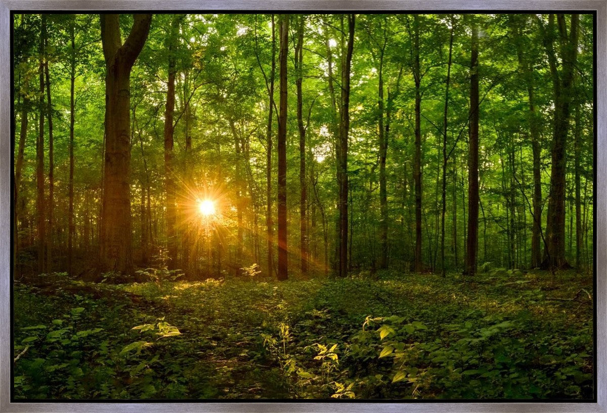 Sacred Morning Gallery Wrap