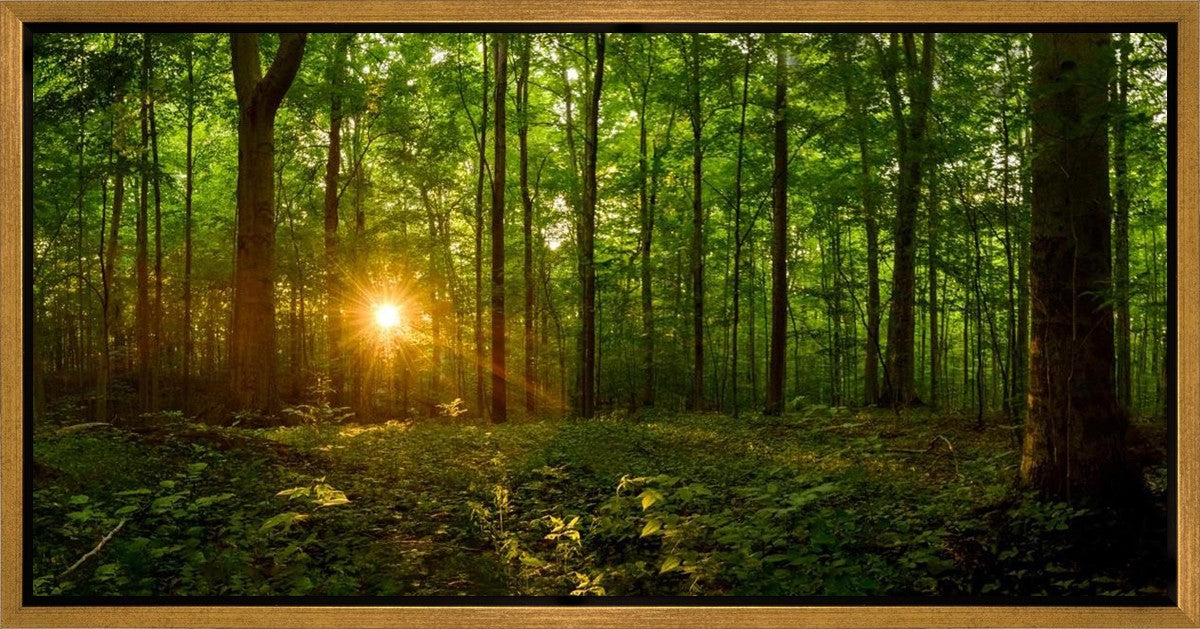 Sacred Morning Gallery Wrap