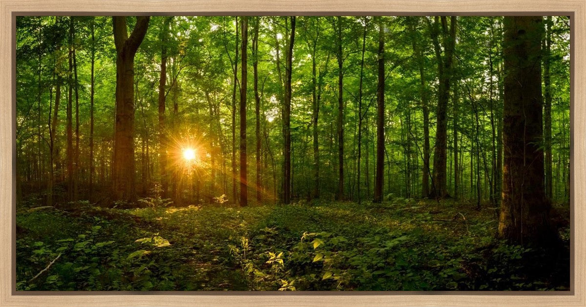Sacred Morning Gallery Wrap