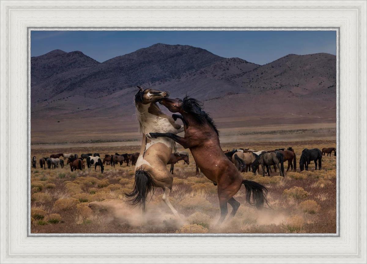 Desert Duel