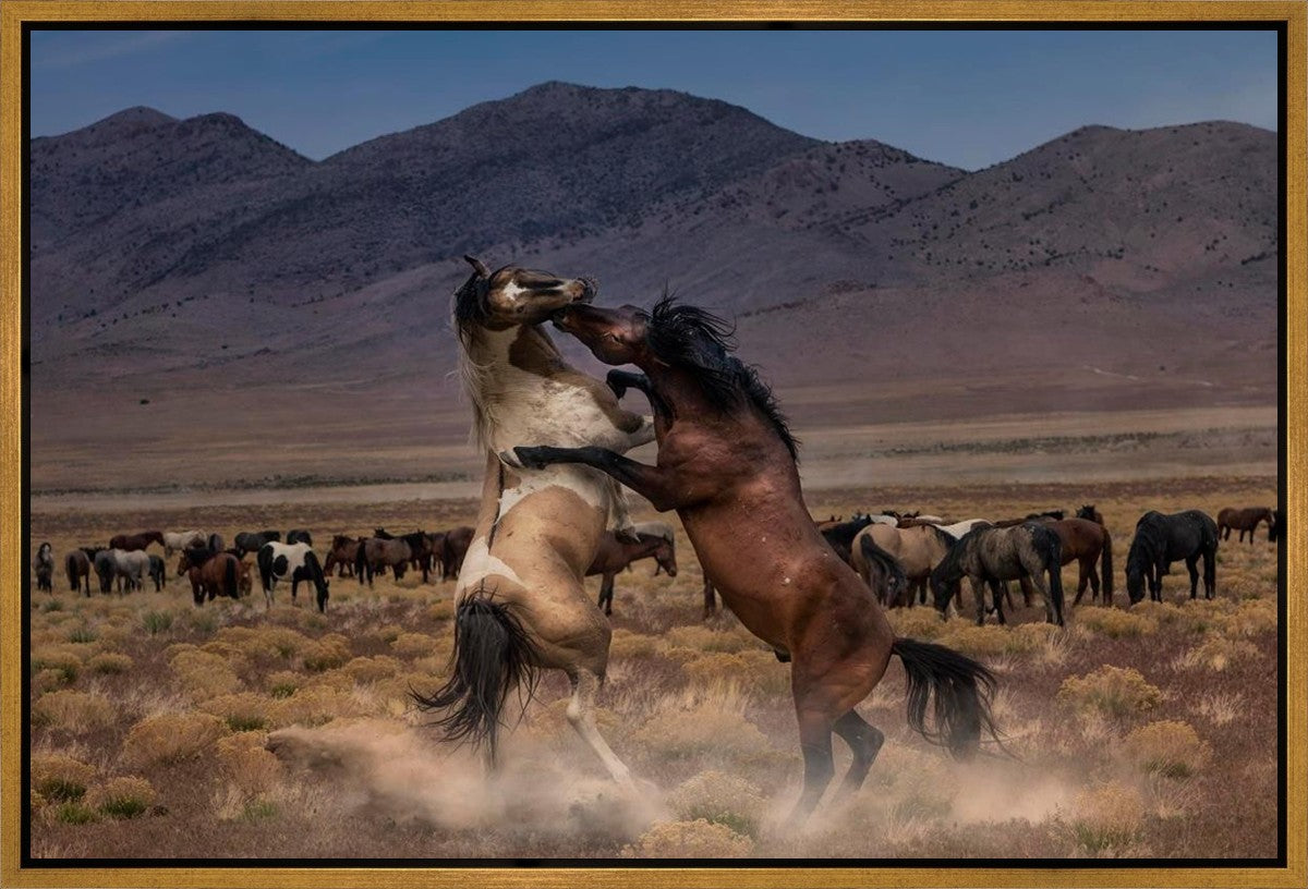Desert Duel Gallery Wrap