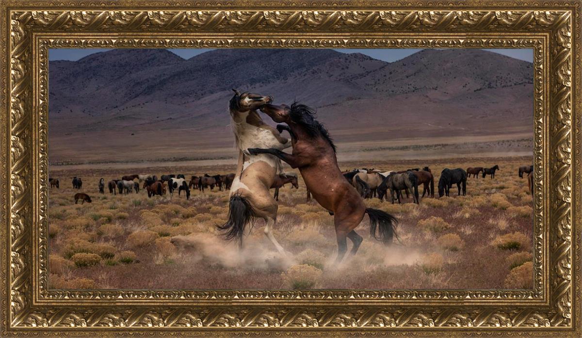 Desert Duel
