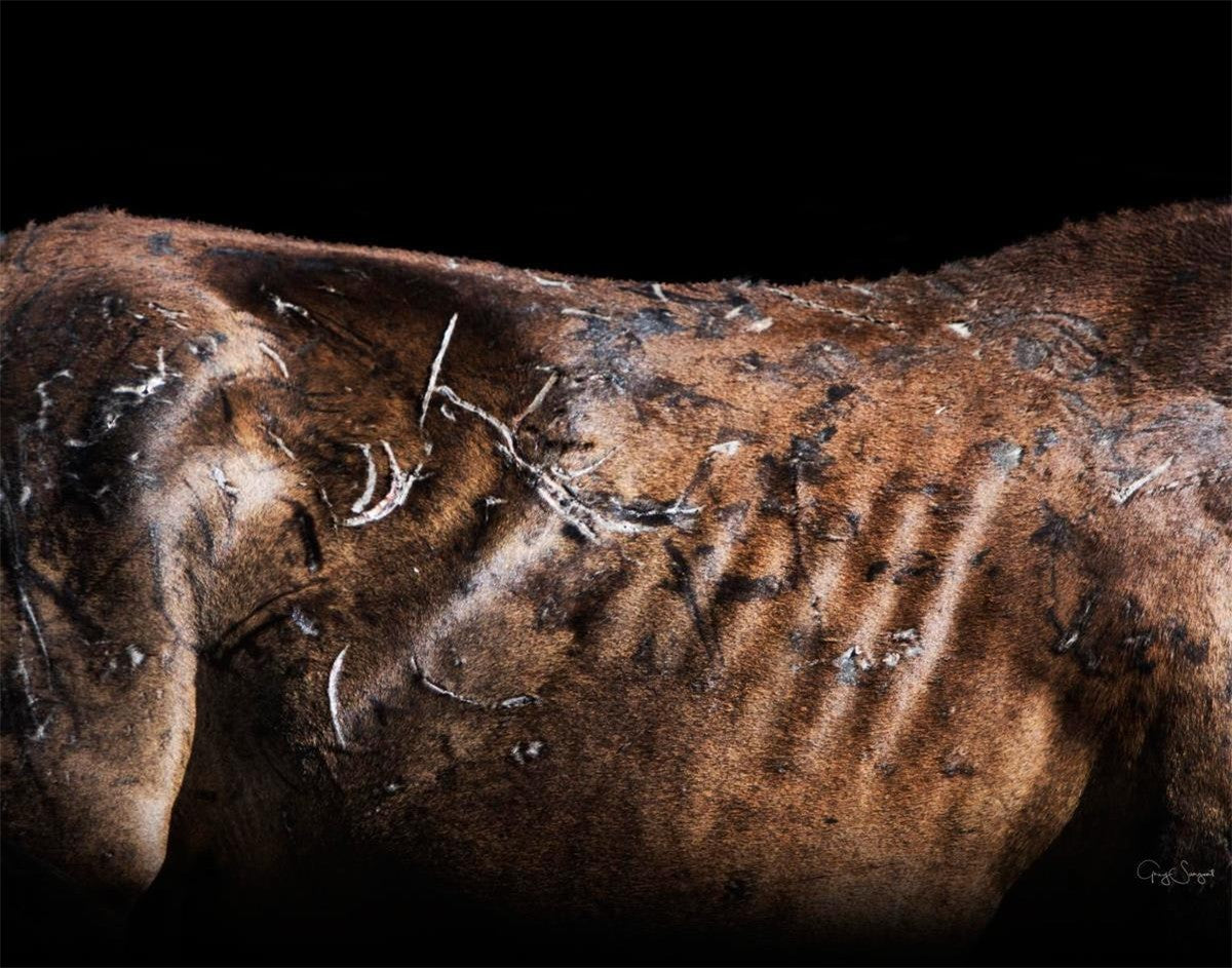 Battle Wounds Gallery Wrap