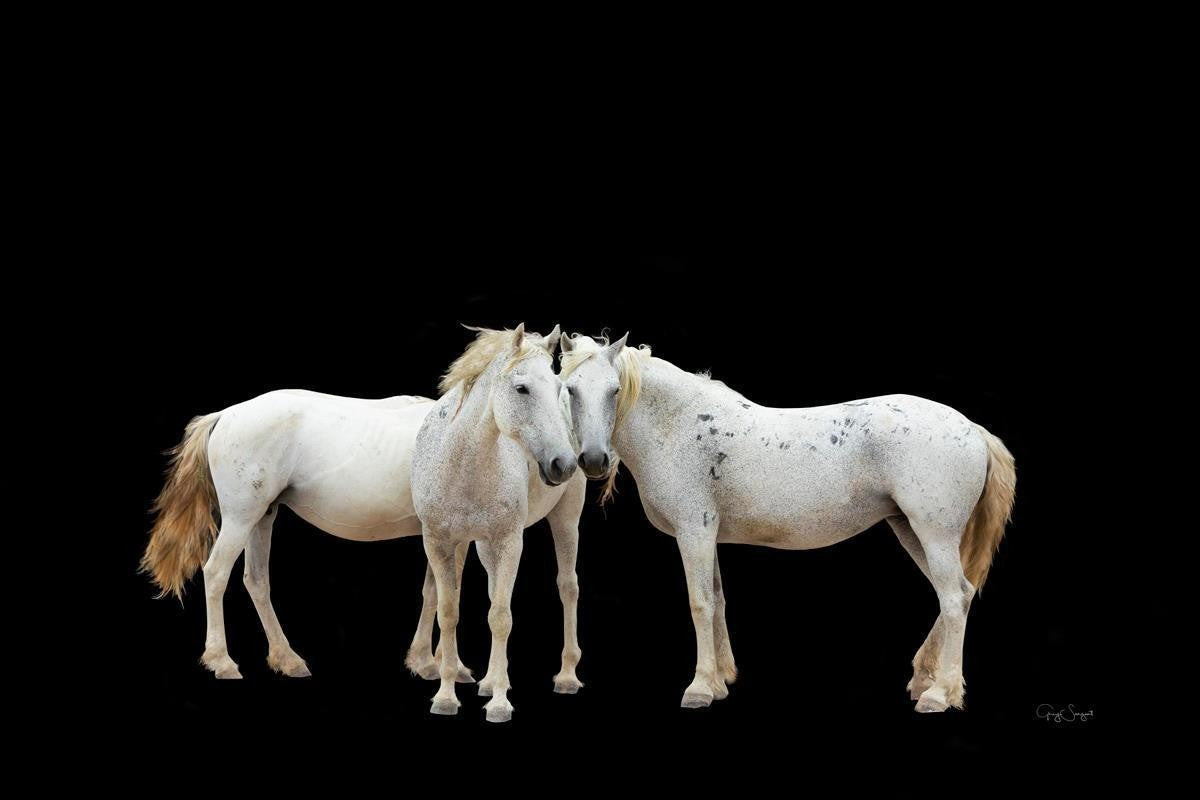 Three White Horses Gallery Wrap