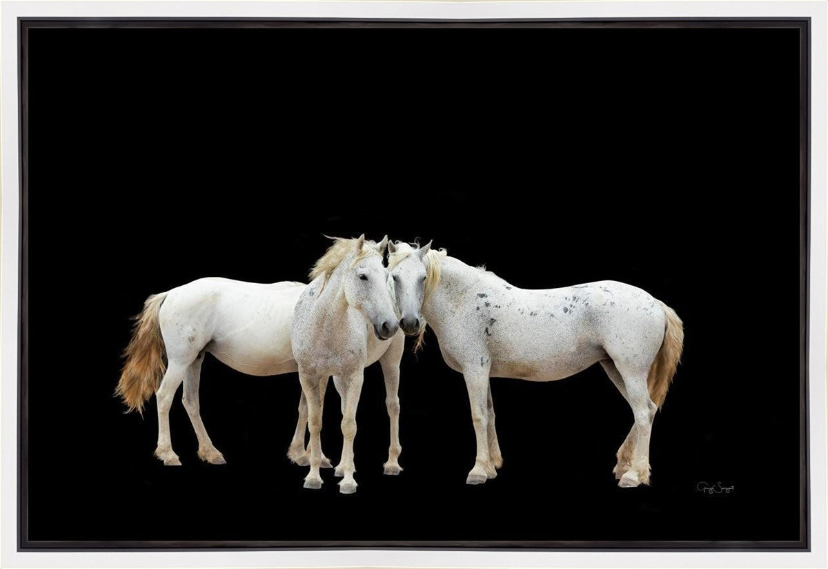 Three White Horses Gallery Wrap