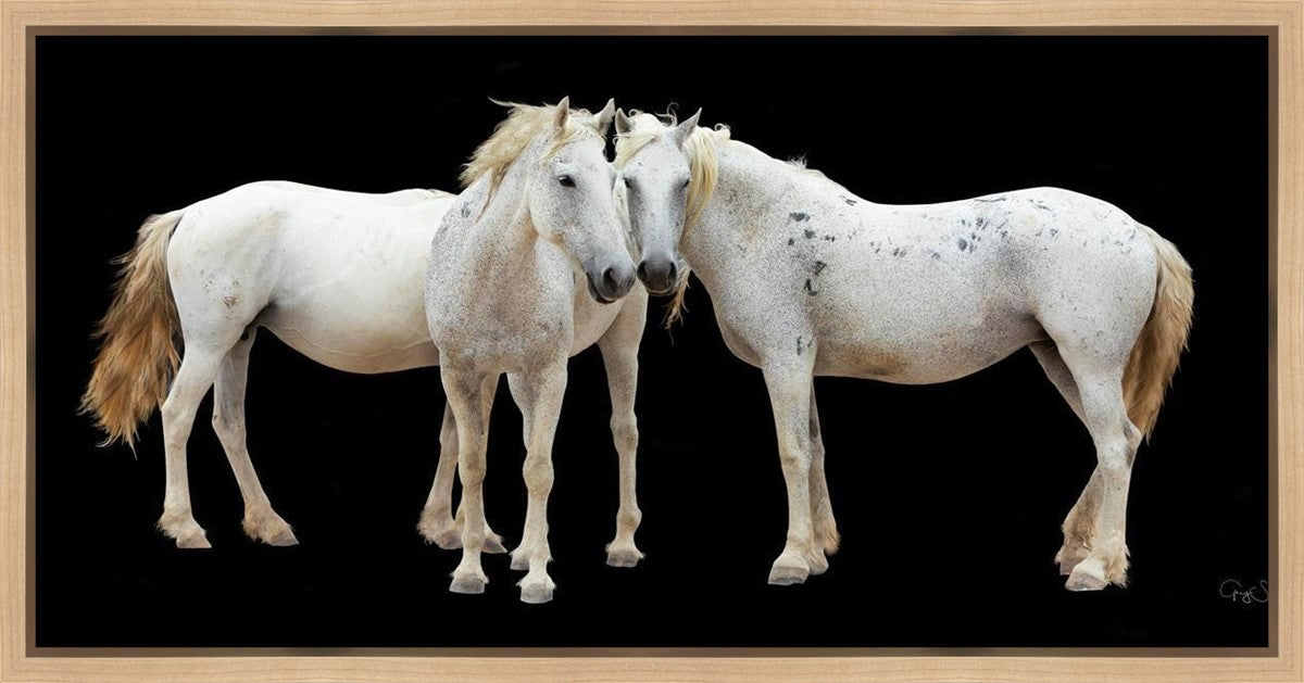 Three White Horses Gallery Wrap