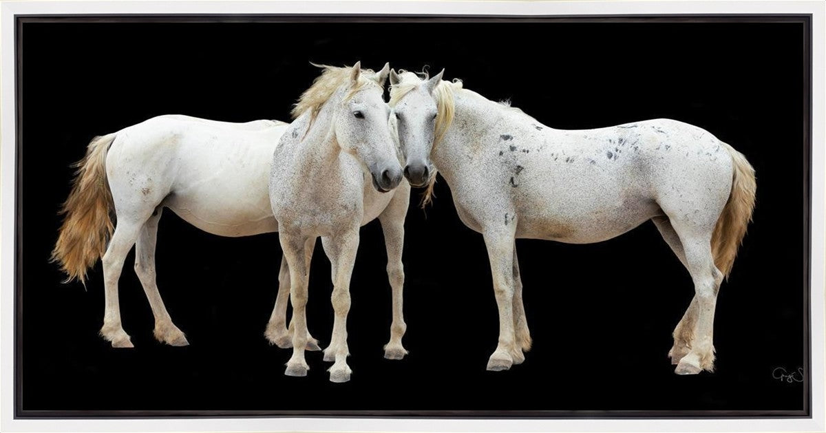 Three White Horses Gallery Wrap