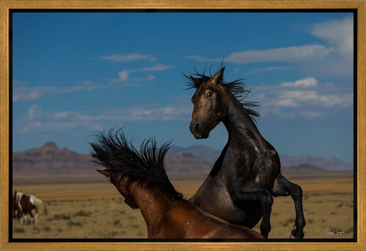 Winner Takes All Gallery Wrap
