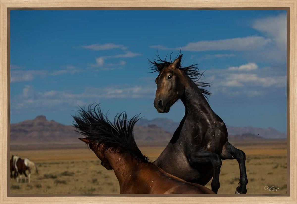 Winner Takes All Gallery Wrap