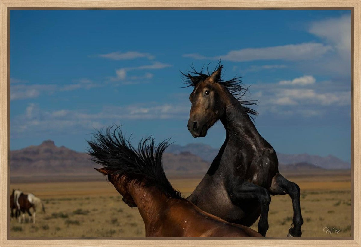 Winner Takes All Gallery Wrap