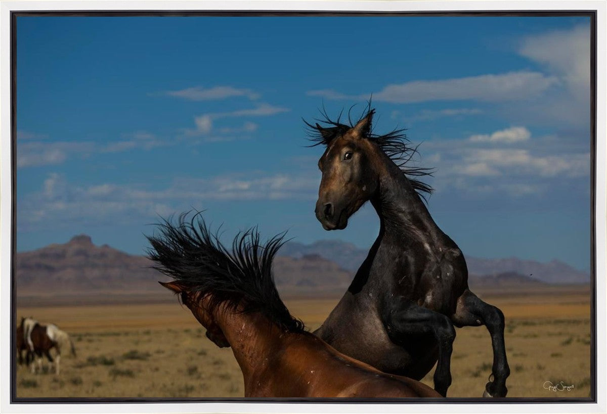Winner Takes All Gallery Wrap