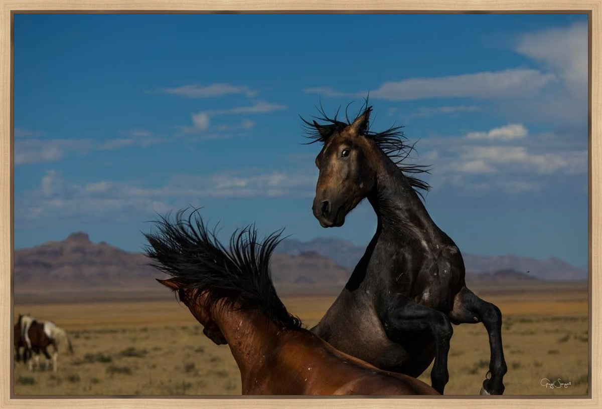 Winner Takes All Gallery Wrap