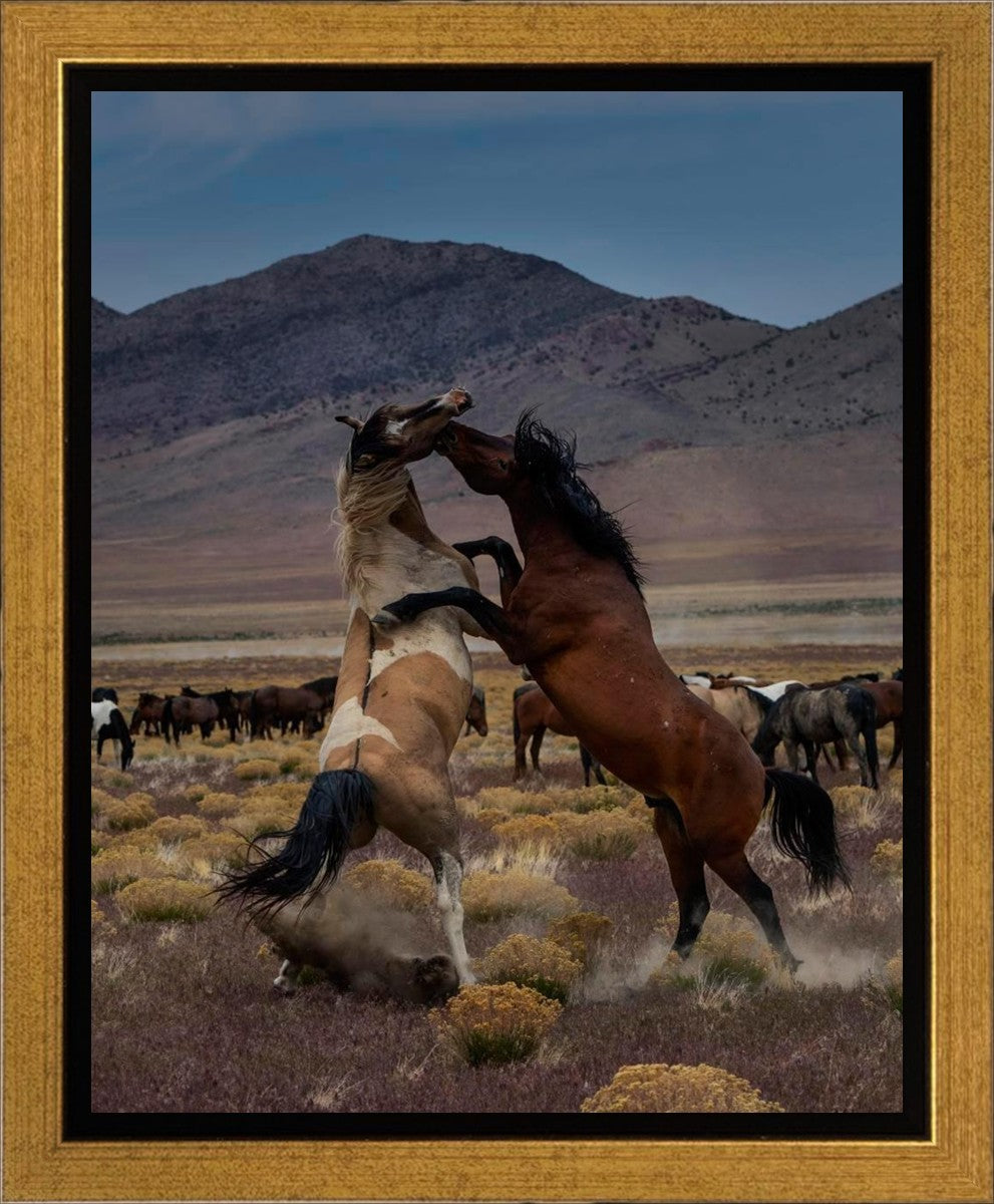 Desert Duel 1 Gallery Wrap