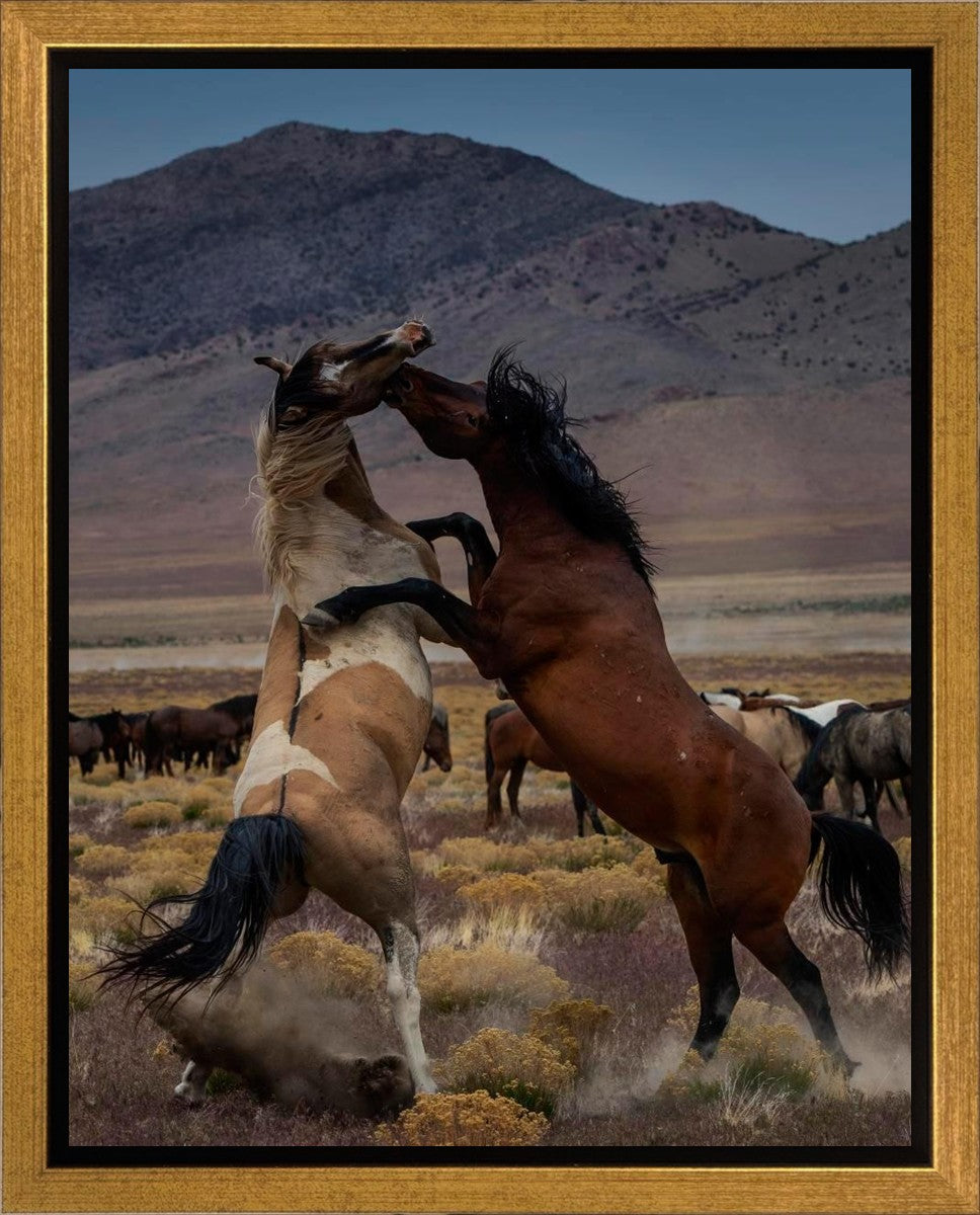 Desert Duel 1 Gallery Wrap