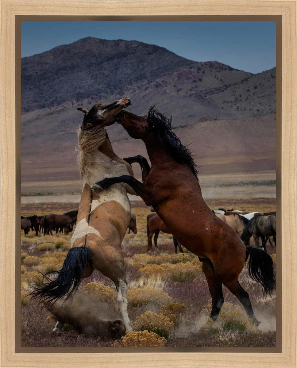 Desert Duel 1 Gallery Wrap