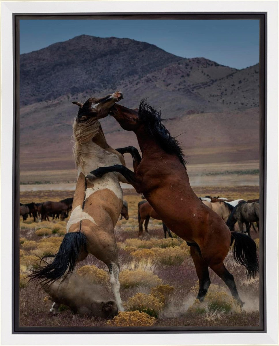 Desert Duel 1 Gallery Wrap