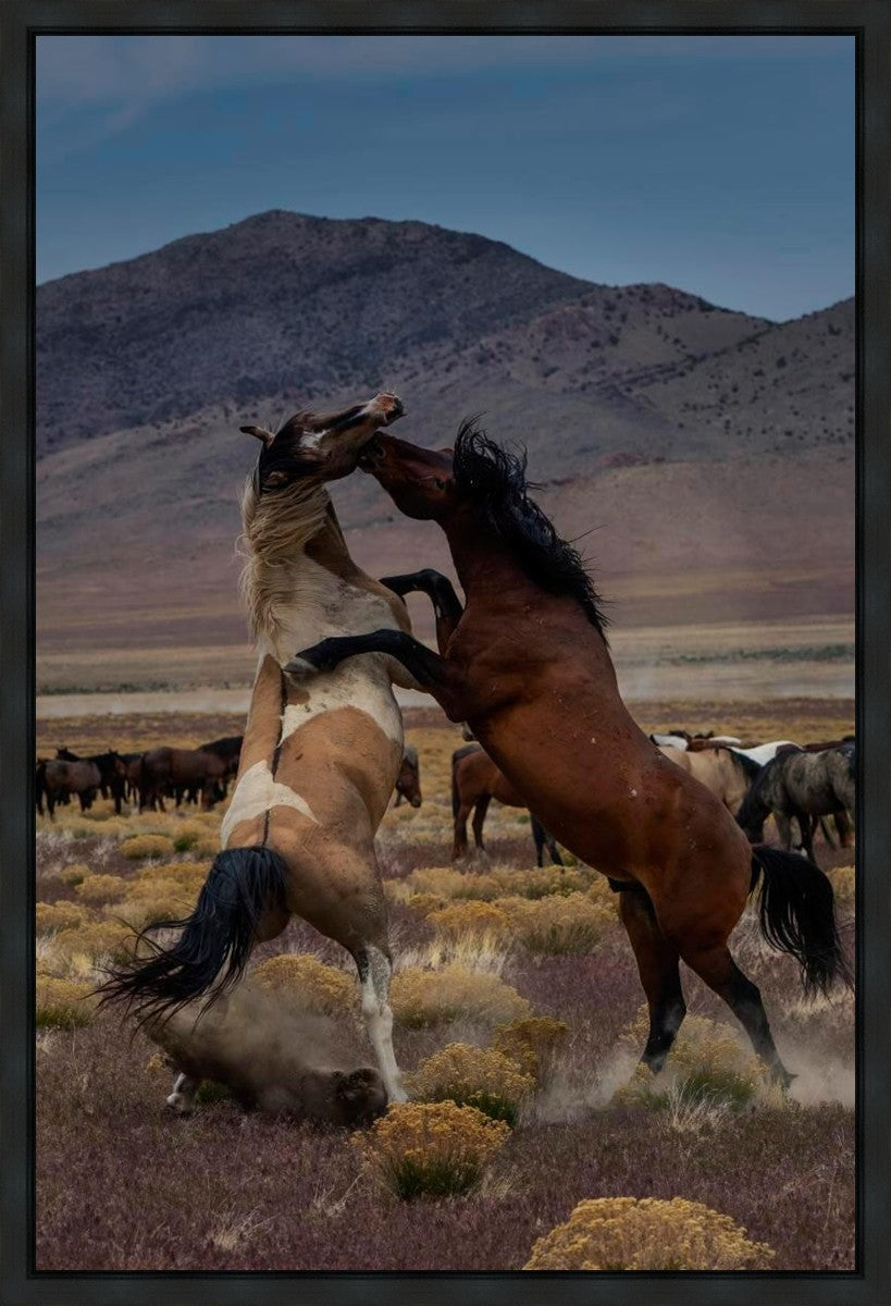 Desert Duel 1 Gallery Wrap
