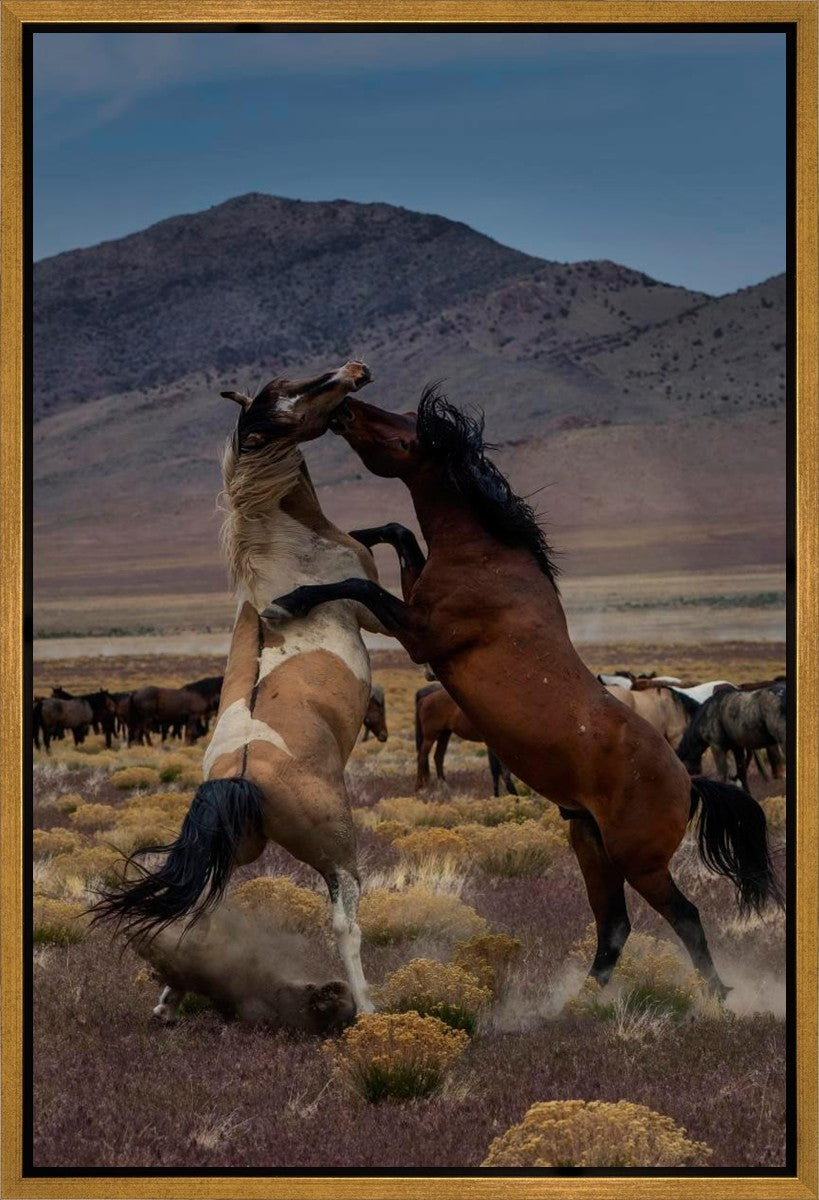 Desert Duel 1 Gallery Wrap