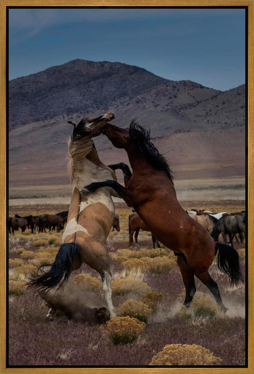 Desert Duel 1 Gallery Wrap