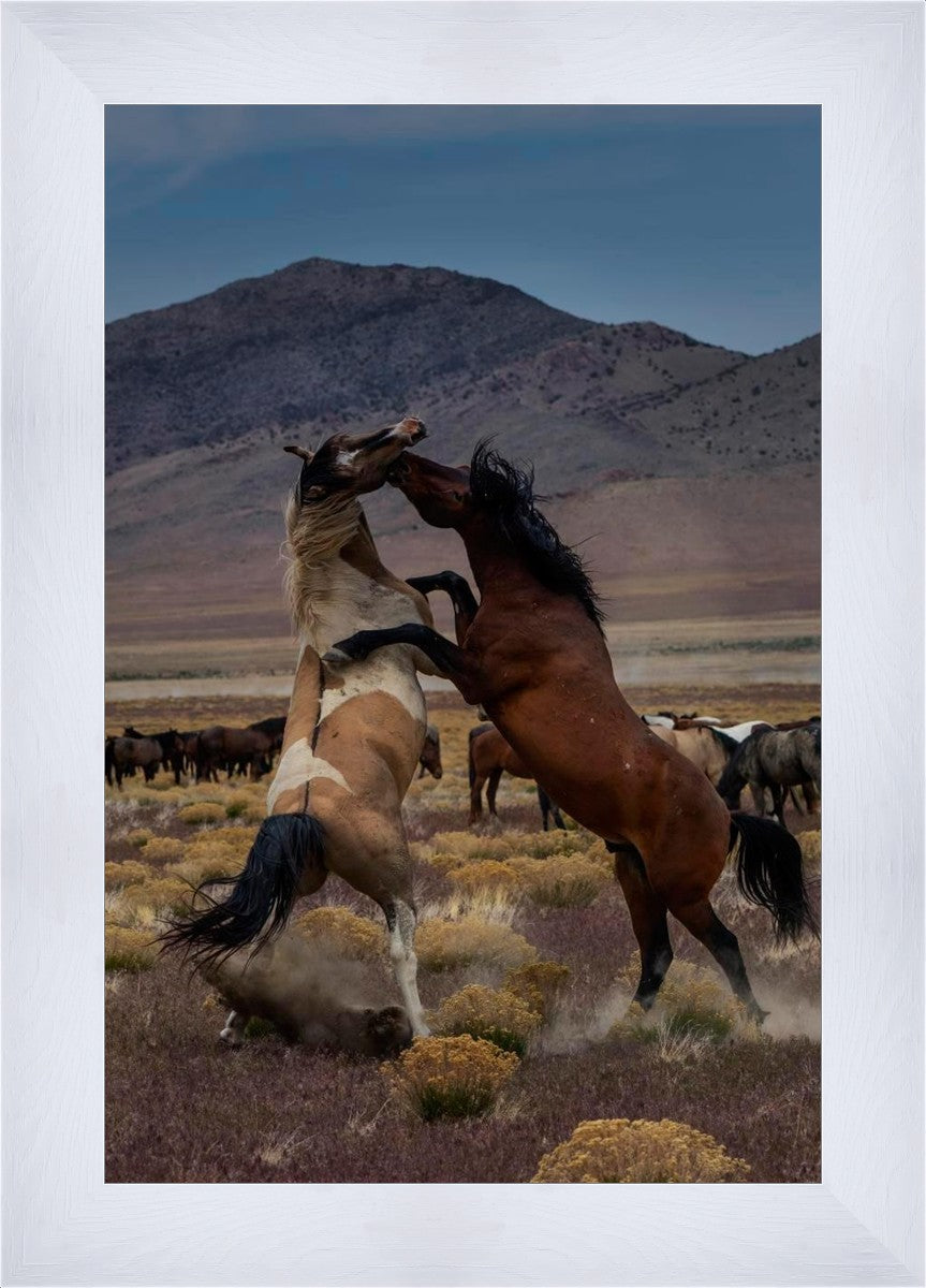 Desert Duel 1