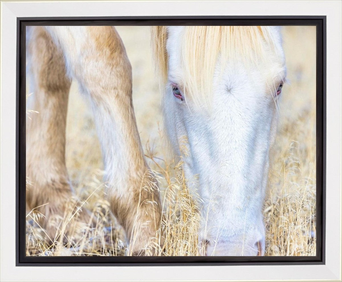 Dry Grass Gallery Wrap