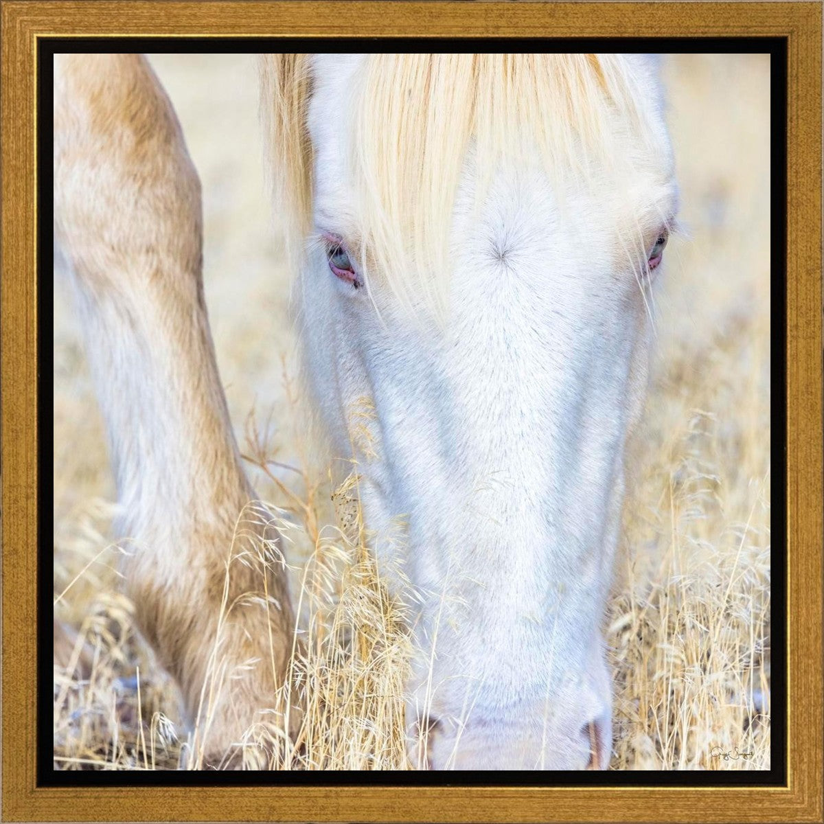 Dry Grass Gallery Wrap