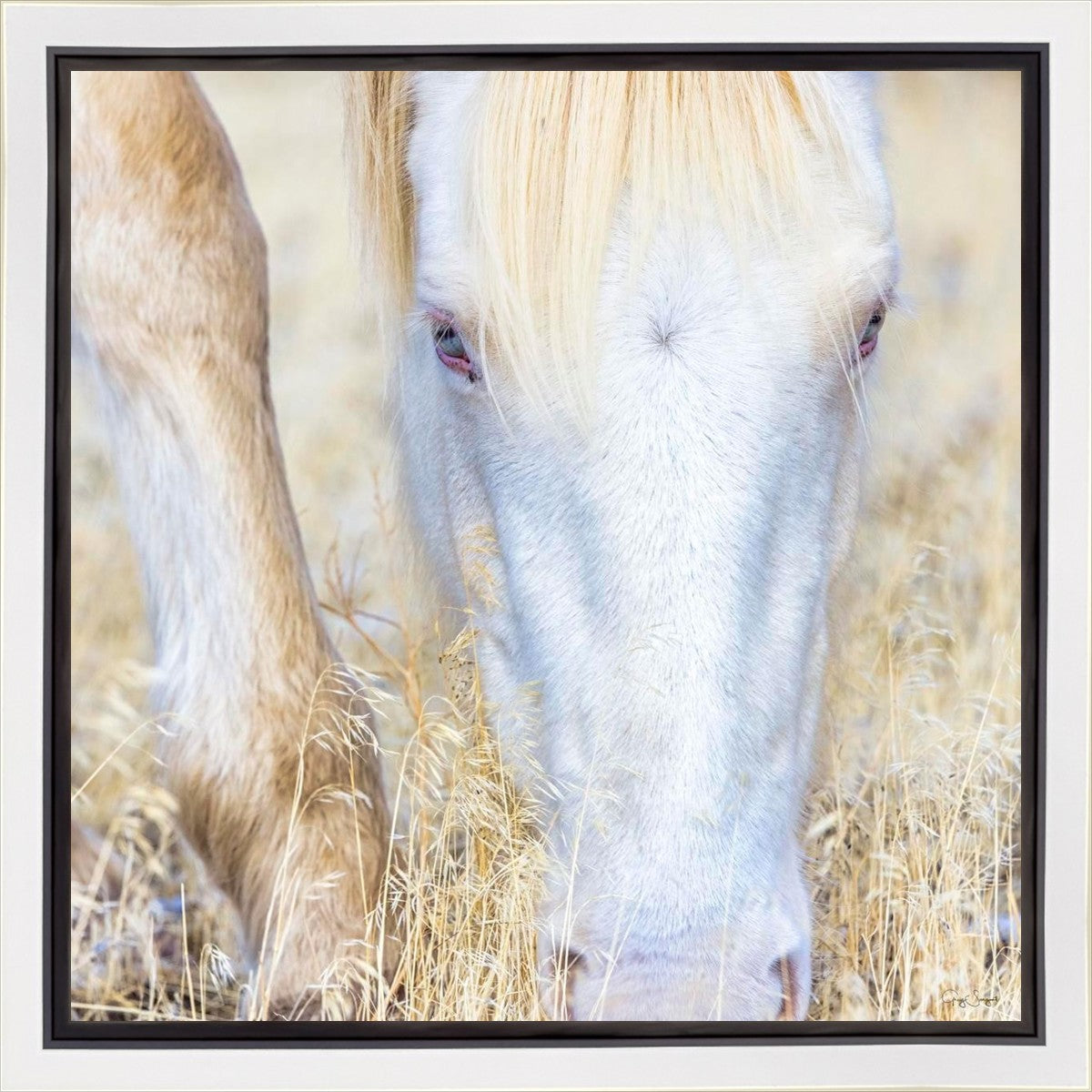 Dry Grass Gallery Wrap
