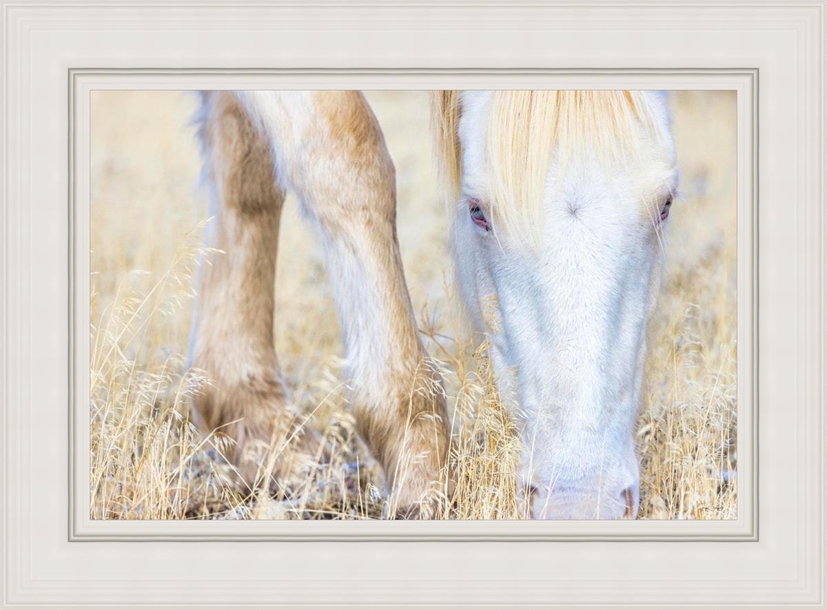 Dry Grass