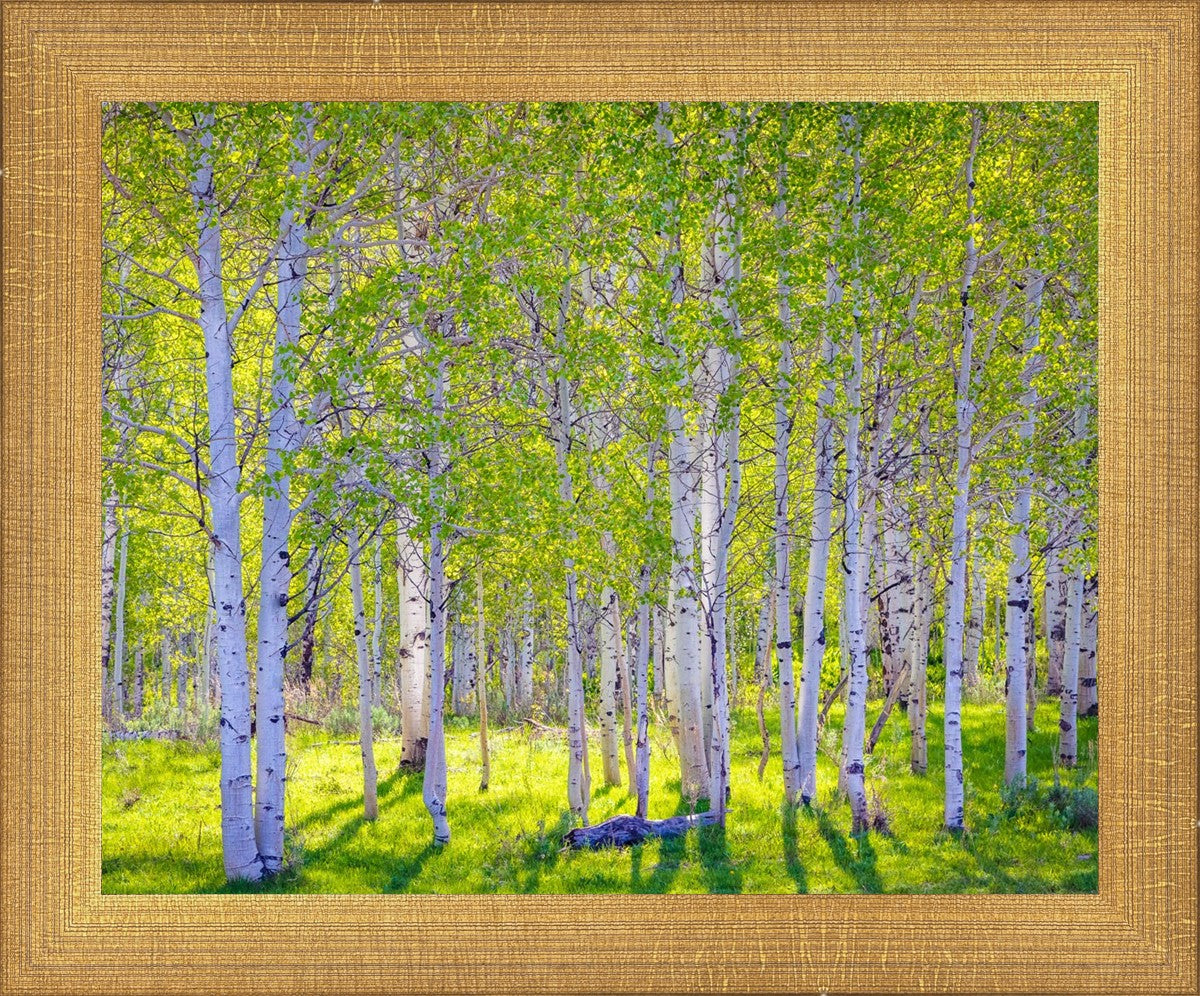 Early Morning Light in the Wasatch Backcountry