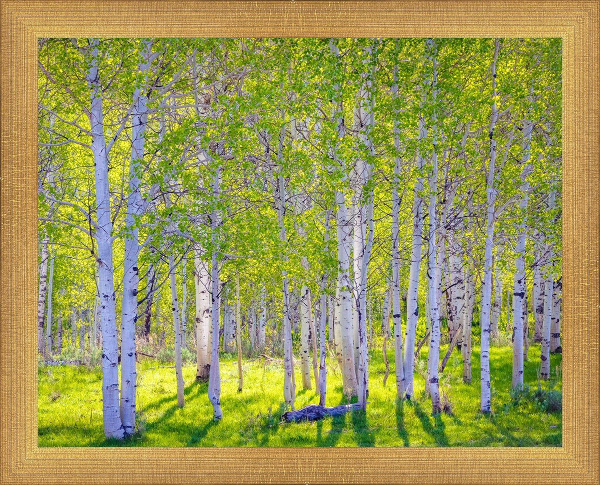 Early Morning Light in the Wasatch Backcountry