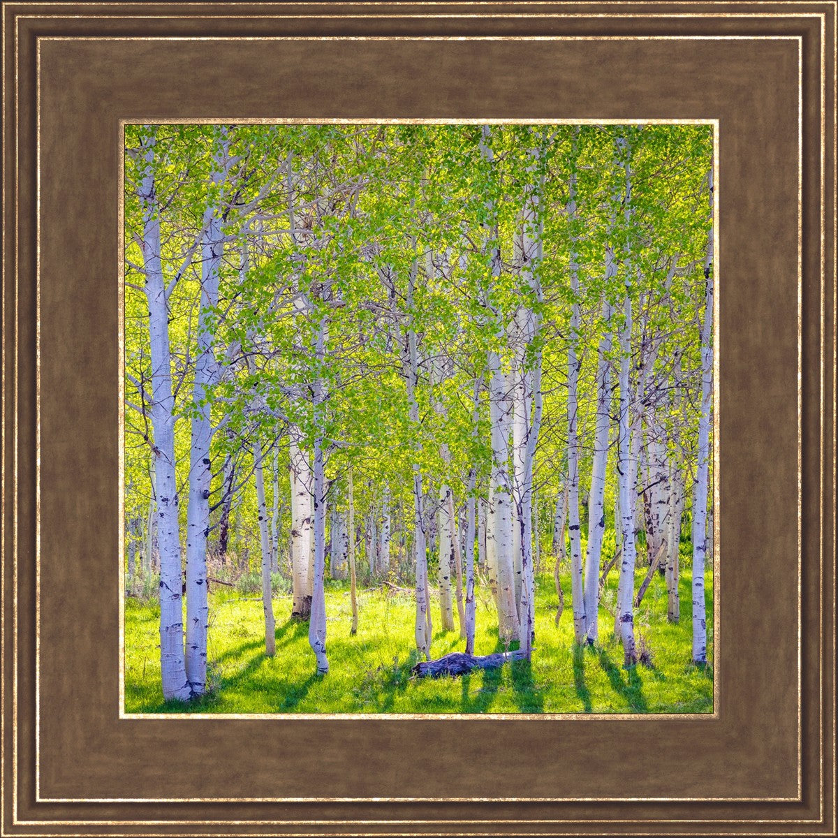 Early Morning Light in the Wasatch Backcountry