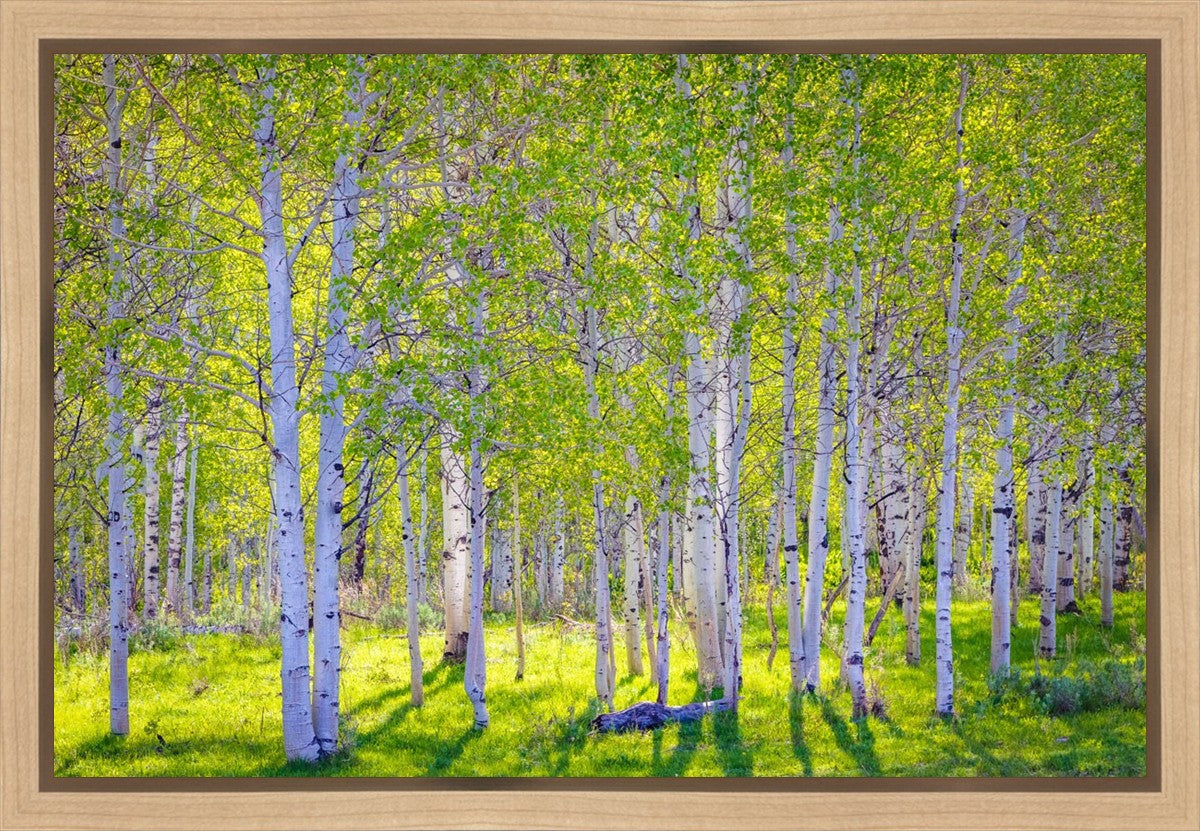 Early Morning Light in the Wasatch Backcountry