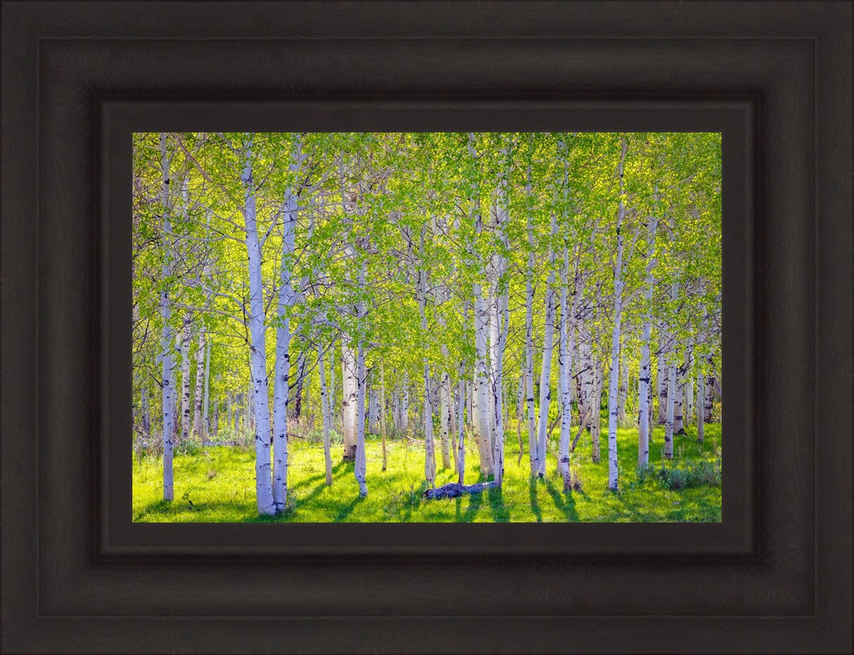 Early Morning Light in the Wasatch Backcountry