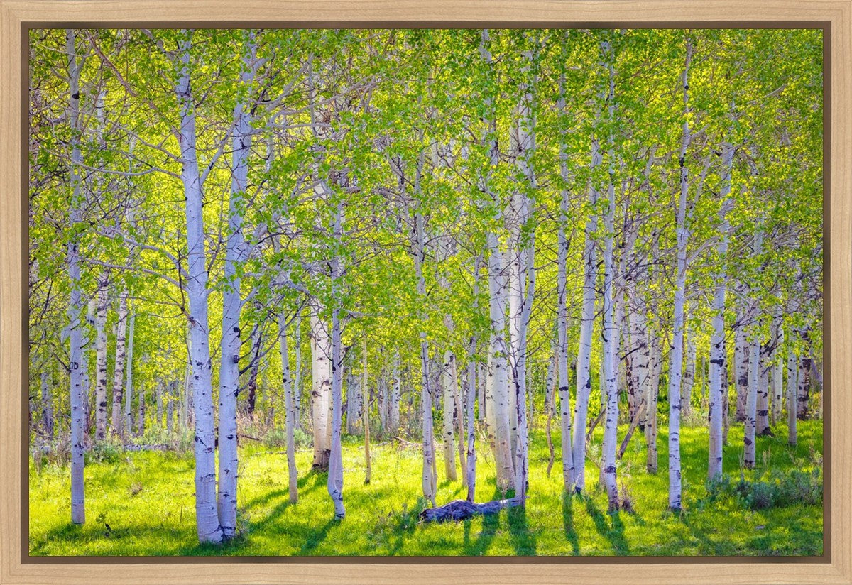 Early Morning Light in the Wasatch Backcountry