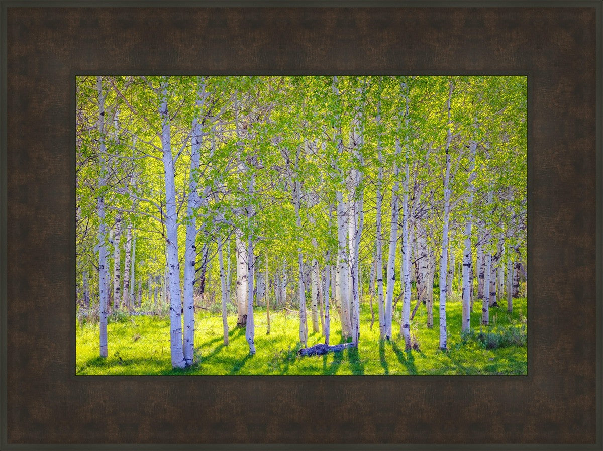 Early Morning Light in the Wasatch Backcountry