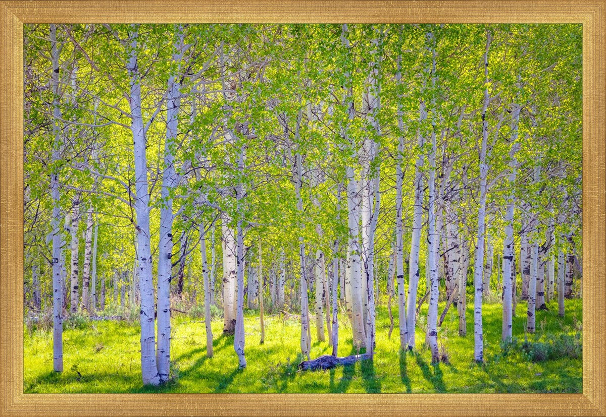 Early Morning Light in the Wasatch Backcountry