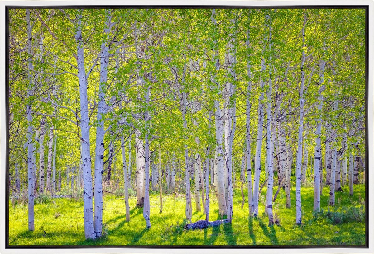 Early Morning Light in the Wasatch Backcountry