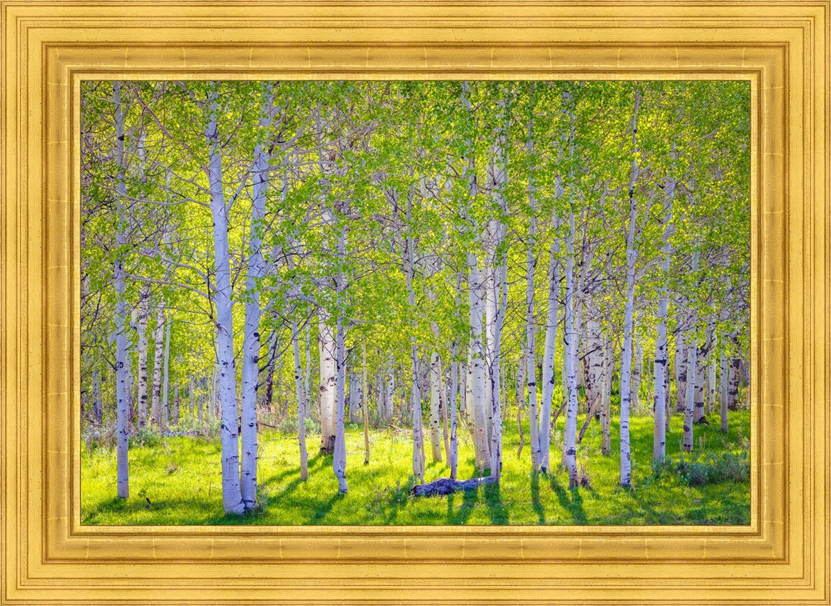 Early Morning Light in the Wasatch Backcountry