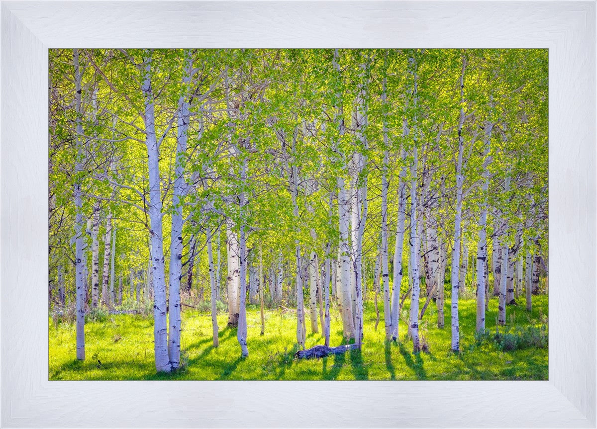 Early Morning Light in the Wasatch Backcountry