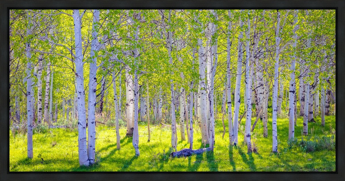Early Morning Light in the Wasatch Backcountry